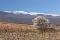 Hiver cocooning dans les vignes