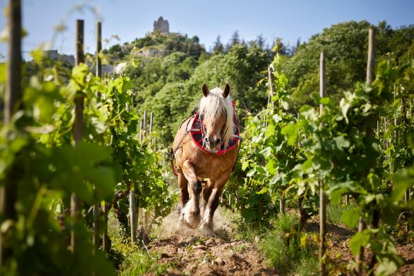 Domaine Rémy Nodin - La Beylesse