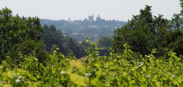 Les Vignes de l'Arque