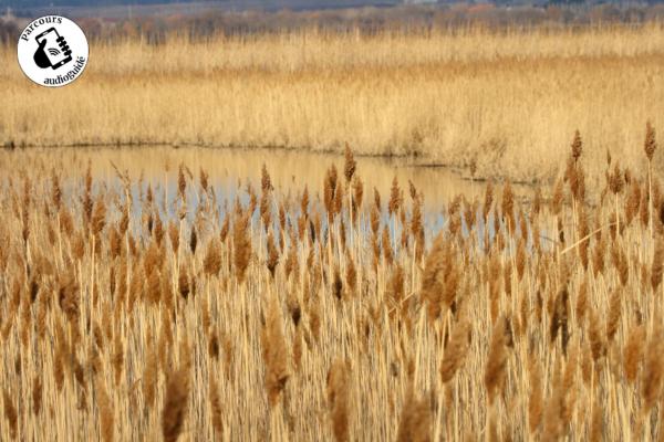 D’un canal à l’autre en AOC Costières