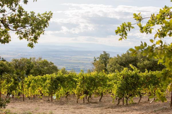 Sentier du vigneron - Domaine de Saint Amant