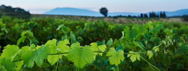 Domaine de Coste Chaude