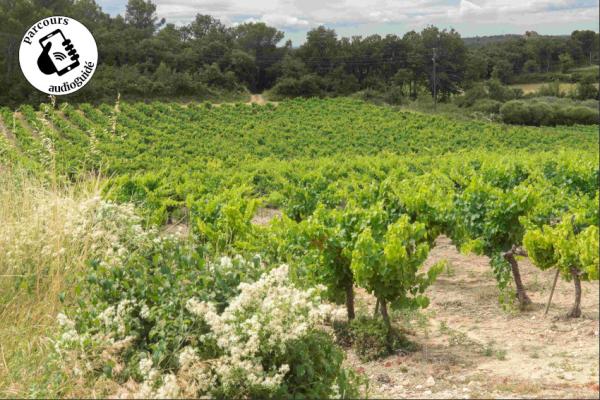 Entre vignobles et collines