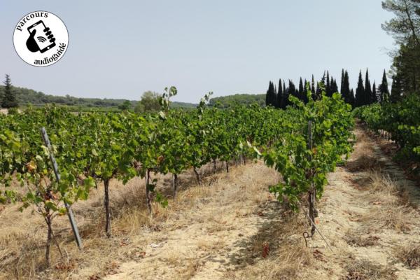 Balade sur le terroir de l’AOP Languedoc-Sommières