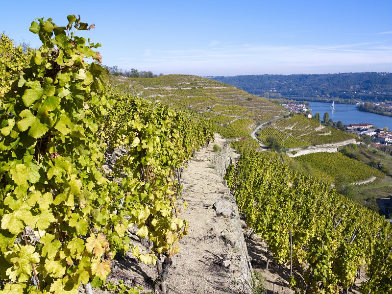 Dégustation géo-sensorielle crus des Cotes du Rhône © Christophe Grilhé