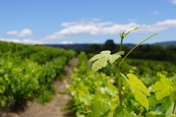 Domaine Font Alba - Sentier Vigneron