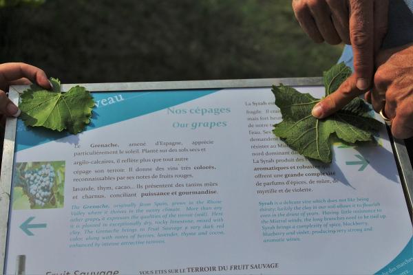 Parcours dans les vignes du Clos de Caveau