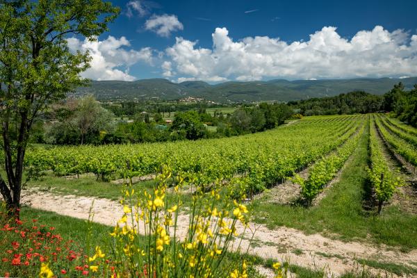 Château Saint Pons - Visite des chais et dégustation