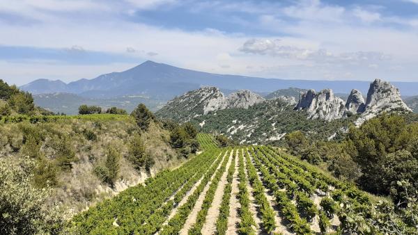 Visite LaCave et dégustation des crus des Dentelles