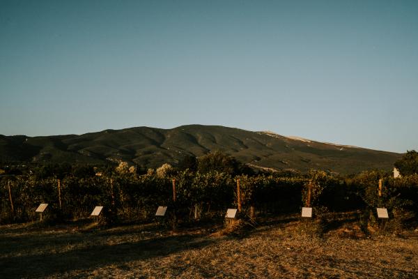 Parcelle pédagogique - VMV Vignerons du Mont-Ventoux