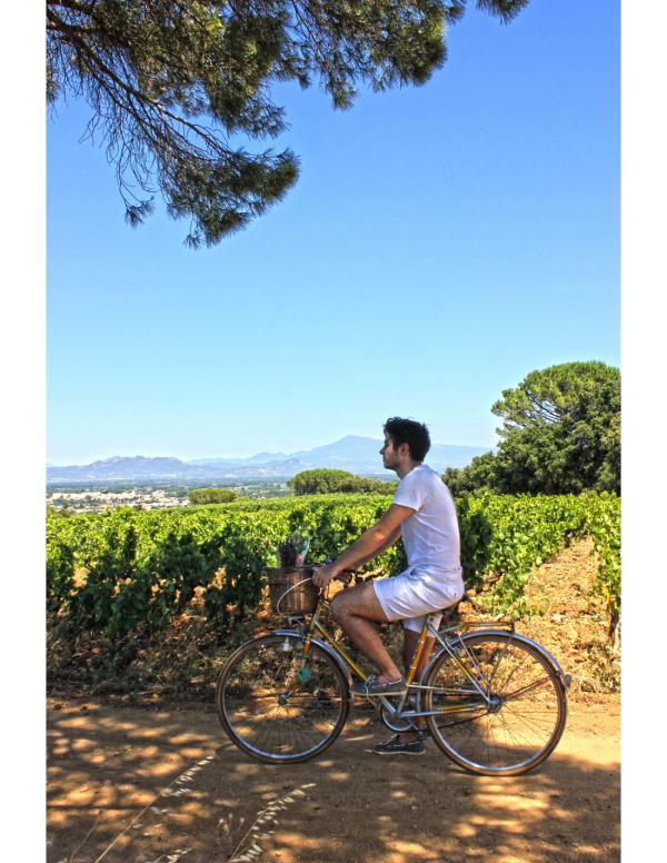 Balade dans le vignoble de Châteauneuf-du-Pape