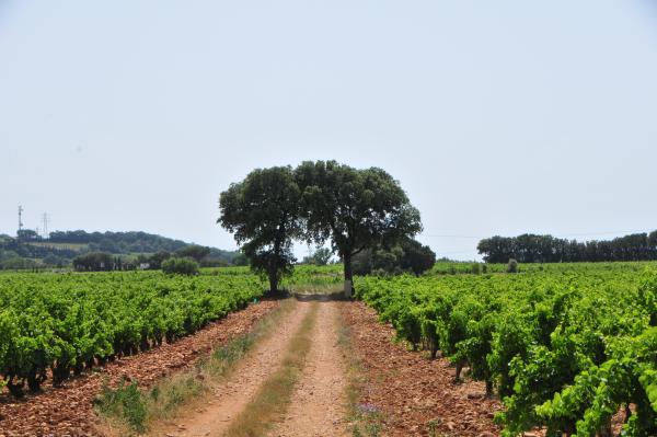 Mas de Boislauzon