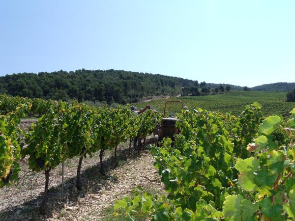 Visite du vignoble - Vins Laurent Bellion