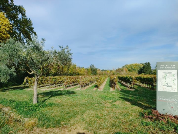 Vigne collection du Domaine Fontaine du Clos