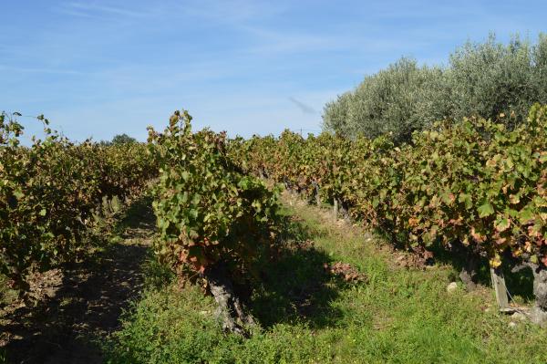 Domaine de Cousignac - aire de service camping-car