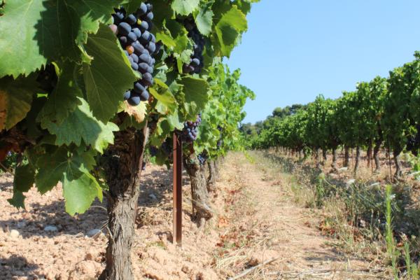 Découverte des vendanges au Clos de Caveau